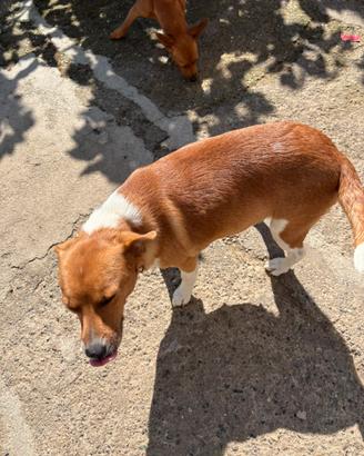 Recalo cagnolino di 2 anni