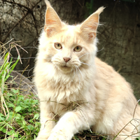 Meraviglioso cucciolo Maine coon