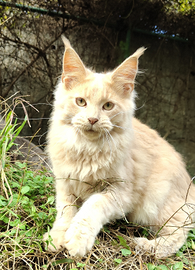 Meraviglioso cucciolo Maine coon