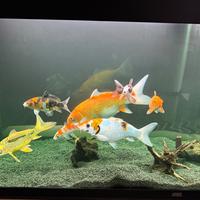Carpe koi