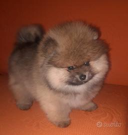 Spitz Pomerania nano originale