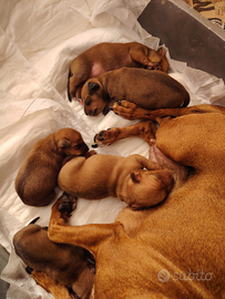 Cuccioli di Pinscher