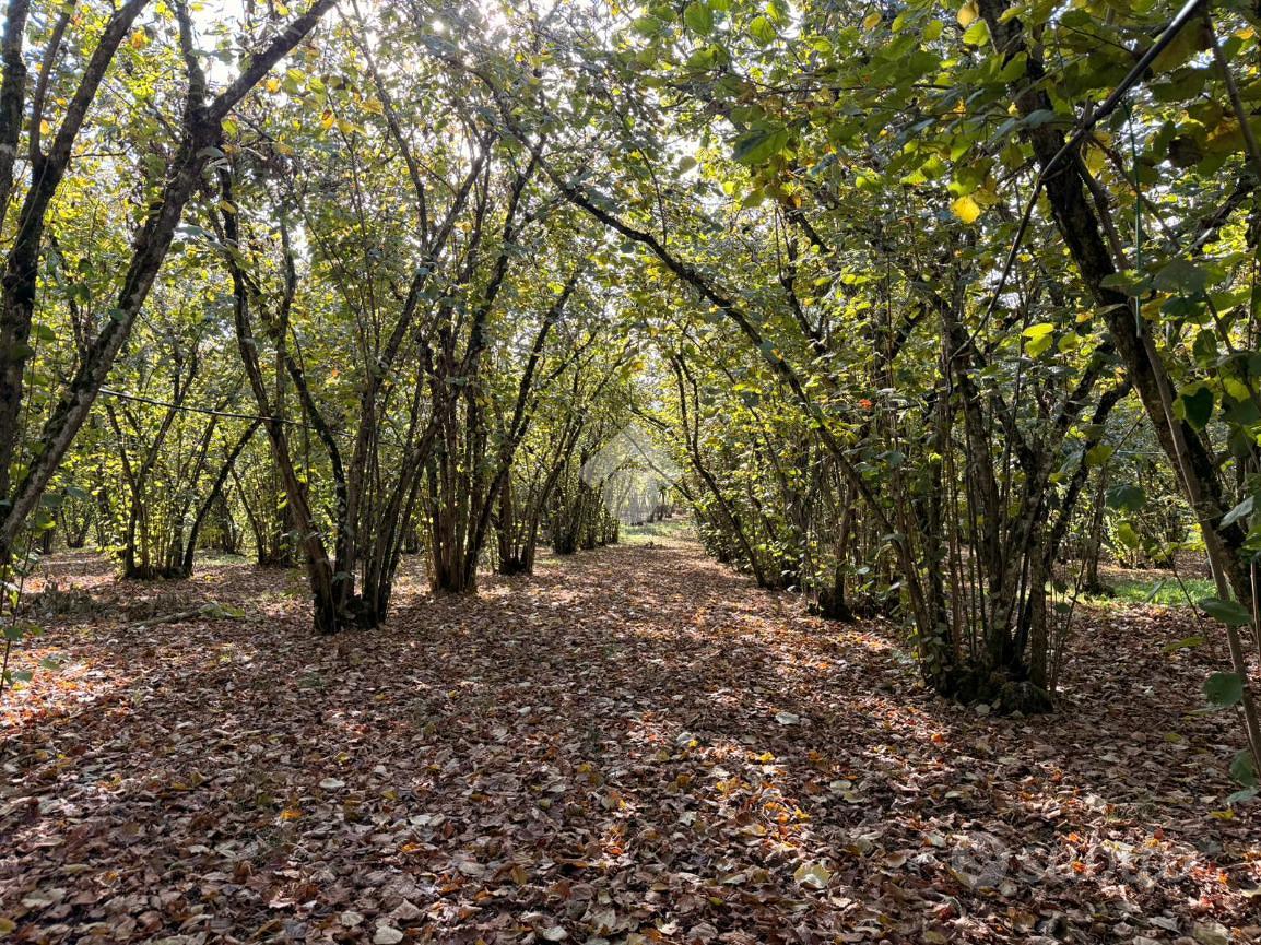 TER. AGRICOLO A SORIANO NEL CIMINO - Vista 3