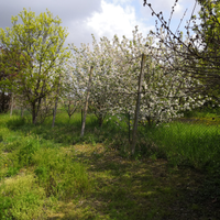 Travi pali per filari vigne o frutteti