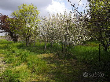 Travi pali per filari vigne o frutteti