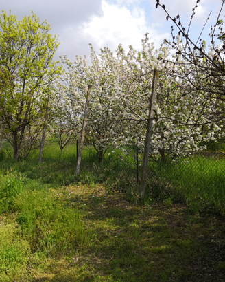 Travi pali per filari vigne o frutteti