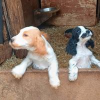 Cocker Spaniel Inglese Pedigree ENCI