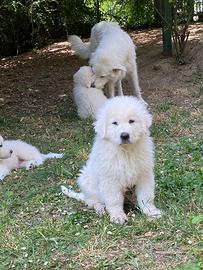 Cuccioli pastore abruzzese maremmano