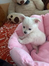 Cucciolo chihuahua