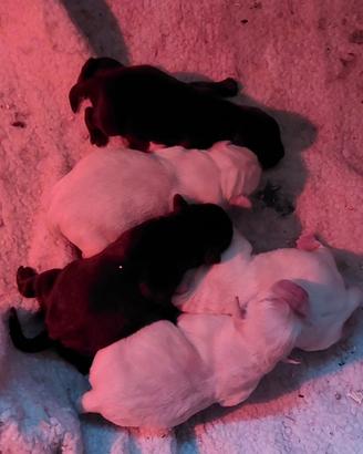 Labrador neri/ miele