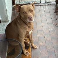 Pitbull maschio per monta