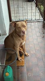 Pitbull maschio per monta