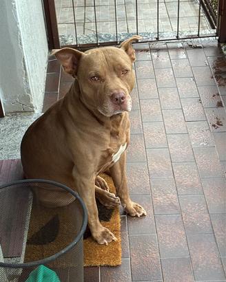 Pitbull maschio per monta