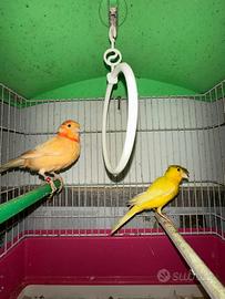 Canarini maschio e femmina