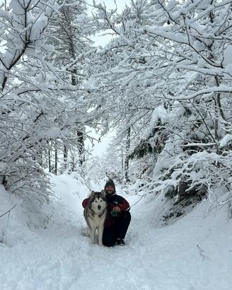 Dog Sitting esperto / Mantova e provincia