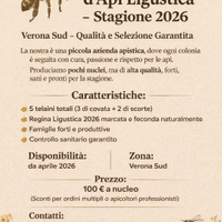 Nuclei di api ligustiche su 5 telaini - Verona Sud