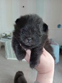 Cuccioli pomerania
