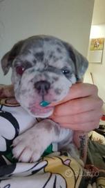Cuccioli Bulldogue francese esotico