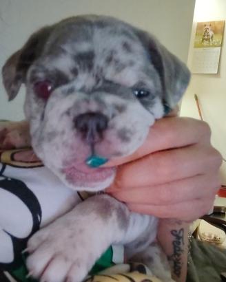 Cuccioli Bulldogue francese esotico
