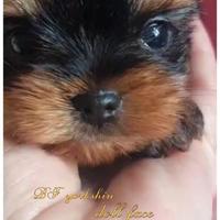 Cucciolo femmina di yorkshire terrier