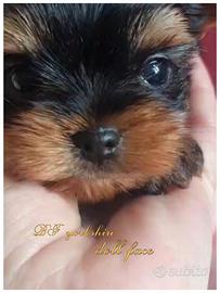 Cucciolo femmina di yorkshire terrier