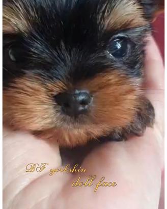 Cucciolo femmina di yorkshire terrier