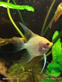 Scalari colorazione chiara