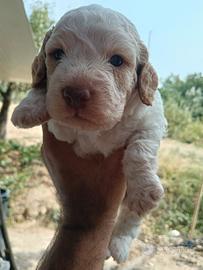 Cuccioli di lagotto di razza