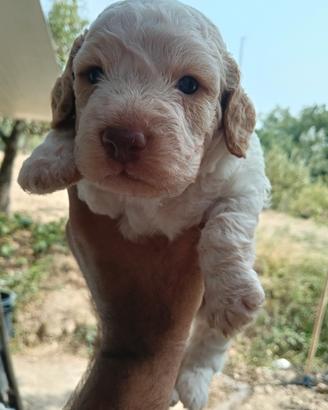 Cuccioli di lagotto di razza