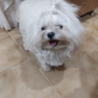 Cane maltese toy maschio per accoppiamento