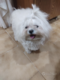 Cane maltese toy maschio per accoppiamento