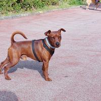 Pinscher nano per accoppiamento