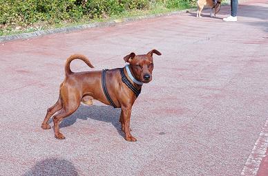 Pinscher nano per accoppiamento