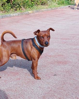 Pinscher nano per accoppiamento