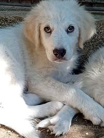 Cuccioli ma mix maremmano