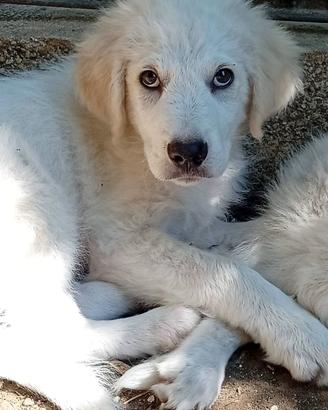 Cuccioli ma mix maremmano