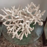 CORALLO BIANCO NATURALE