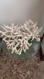 CORALLO BIANCO NATURALE