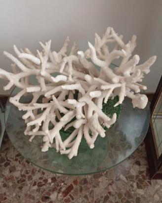 CORALLO BIANCO NATURALE
