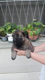 Cuccioli di pastore tedesco