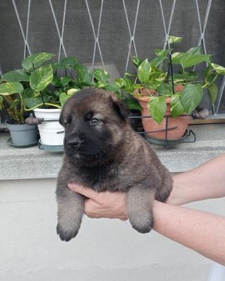 Cuccioli di pastore tedesco