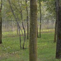 Alberi ciliegio