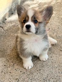 Cucciola Welsh Corgi Pembroke