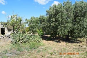Terreno agricolo