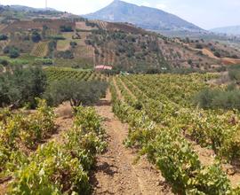 Terreno in contrada quasale ad Alcamo