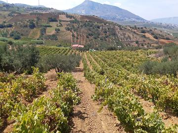 Terreno in contrada quasale ad Alcamo