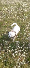 R3galo cane jack russel