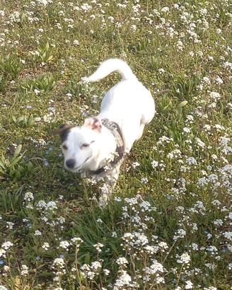 R3galo cane jack russel