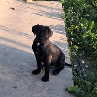 Cucciola di cane corso