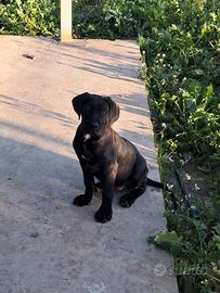 Cucciola di cane corso